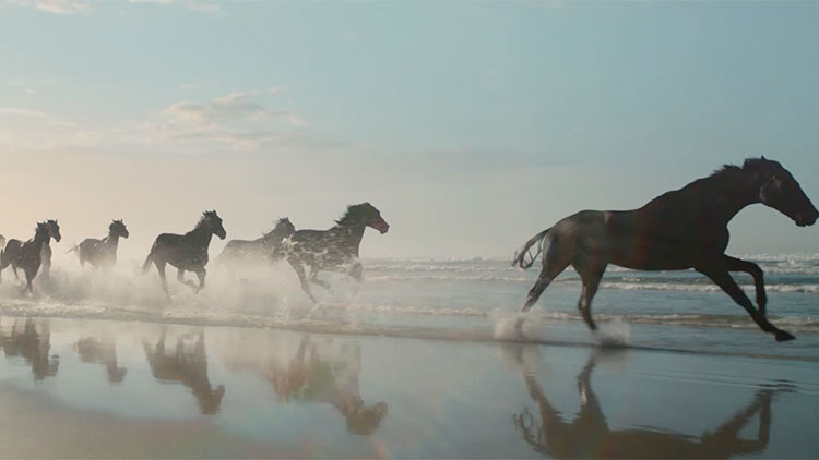 a group of horses galloping along a beach in the morning